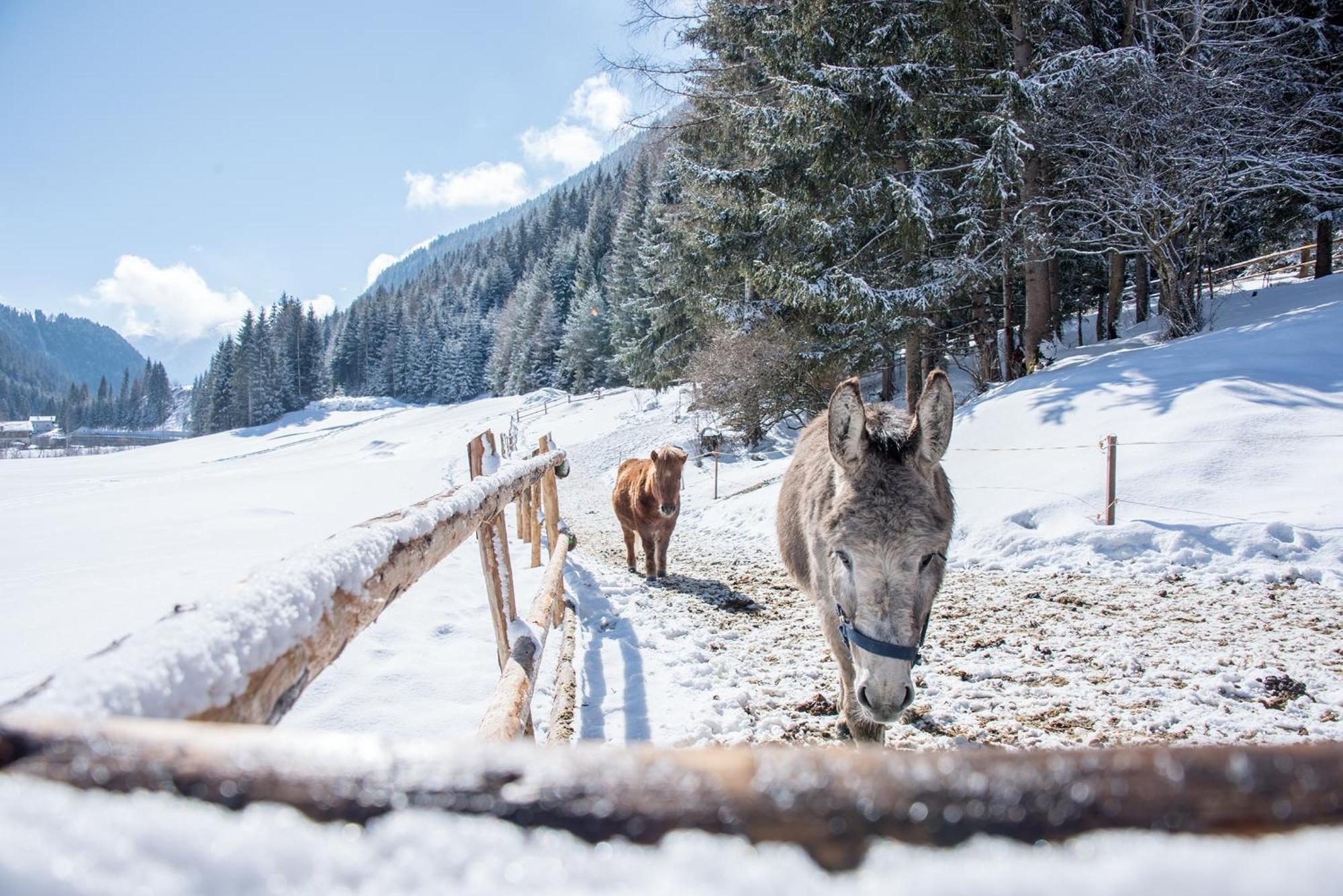Südtirol Valsegg Vals
